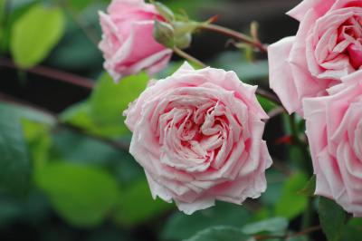 Rosa Rose 3