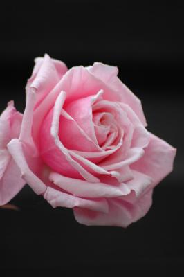Rosa Rose 4