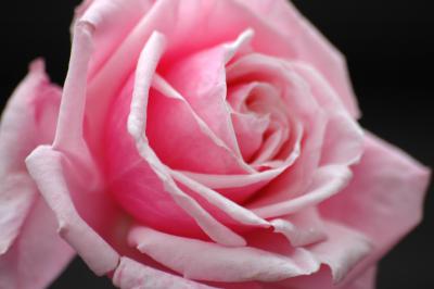 Rosa Rose 5