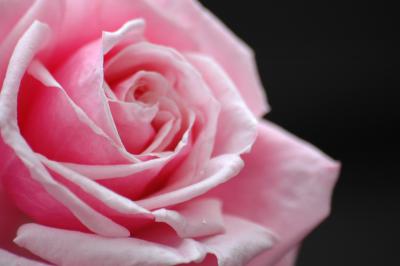 Rosa Rose 6