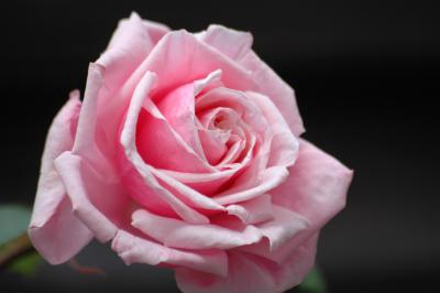 Rosa Rose 7
