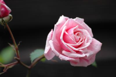 Rosa Rose 8