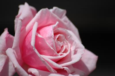 Rosa Rose 9