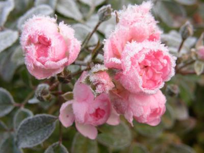 Rose mit Frost 2