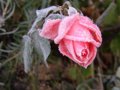 Rose mit Frost 3