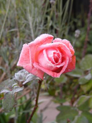 Rose mit Frost 4