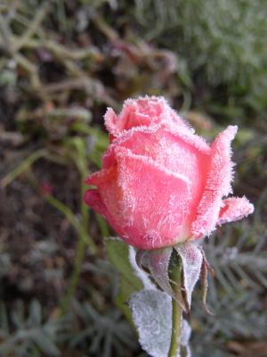Rose mit Frost
