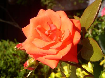 Rote Rose 10