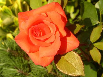 Rote Rose 11