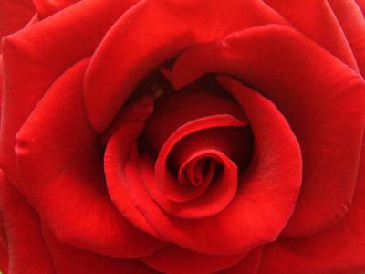 Rote Rose 12