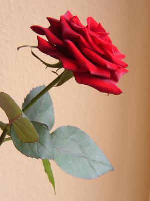 Rote Rose 13