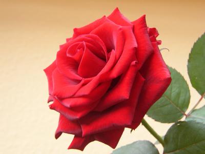Rote Rose 14