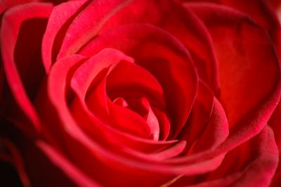 Rote Rose 2