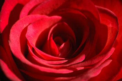 Rote Rose 3