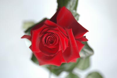 Rote Rose 4