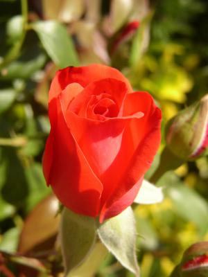 Rote Rose 7