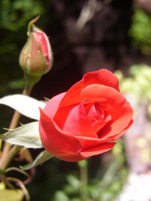 Rote Rose 9
