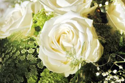 Weiße Rose 2