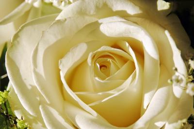 Weiße Rose 4