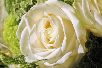 Weiße Rose 5