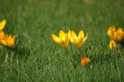 Gelbe Krokusse 2