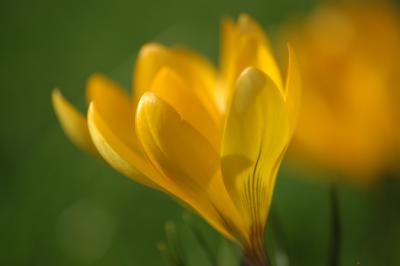 Gelbe Krokusse 3