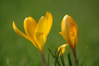 Gelbe Krokusse 4