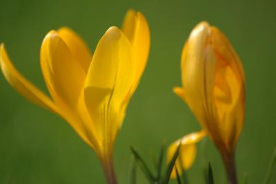 Gelbe Krokusse 5
