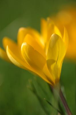 Gelbe Krokusse 6