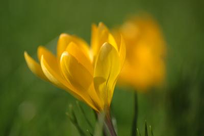 Gelbe Krokusse 7