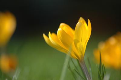 Gelbe Krokusse 8