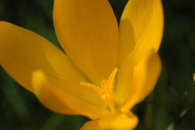 Gelbe Krokusse 9