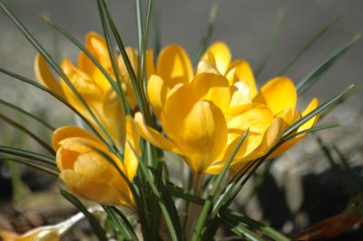 Gelbe Krokusse