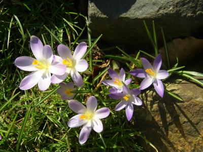 Lila Krokusse 10