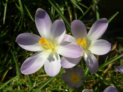 Lila Krokusse 11