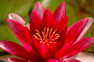 Pinke Seerose 10