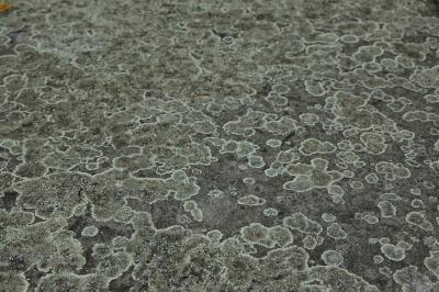 Flechten 2
