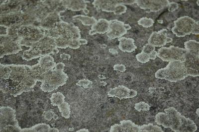 Flechten 3