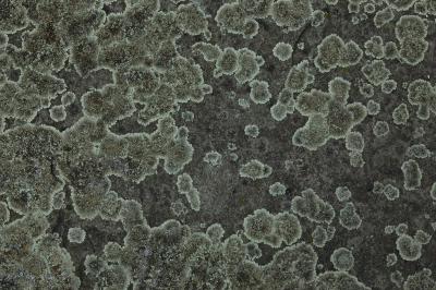 Flechten 4