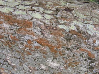 Baumrinde 11