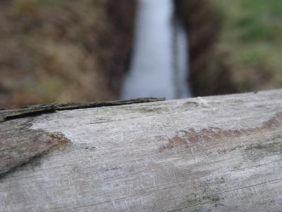 Baumrinde 13