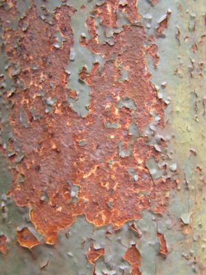 Rost 13