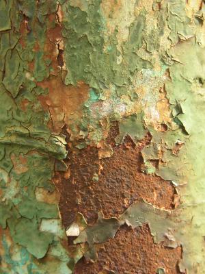 Rost 15