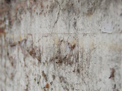 Dreckige Wand 3