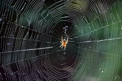 Spinnennetz mit Gartenkreuzspinne