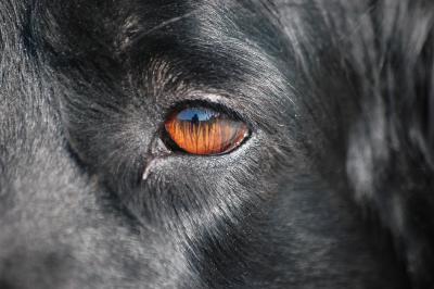 Auge eines Hovawarts