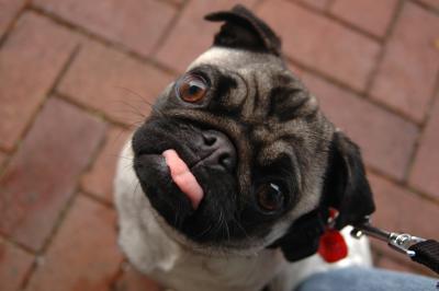 Crazy Mops 2