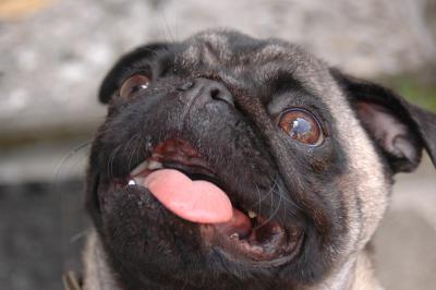 Crazy Mops