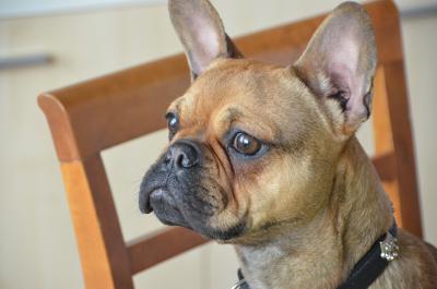 Französische Bulldogge 10