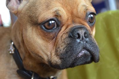 Französische Bulldogge 11